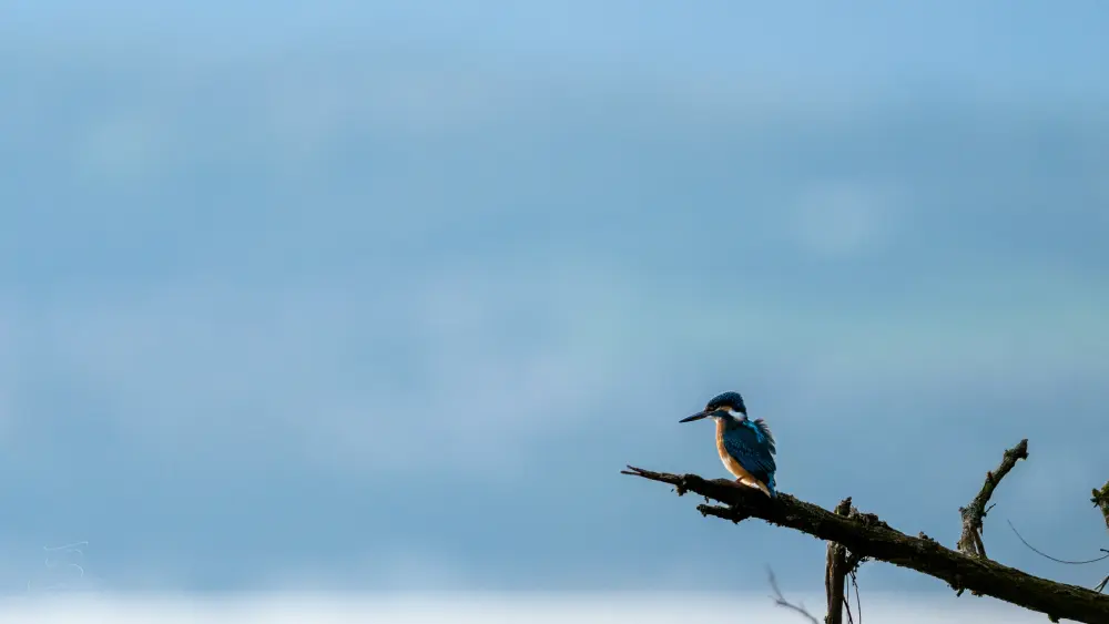 Un martin-pêcheur perché sur une branche morte, sur fond de ciel bleu brumeux