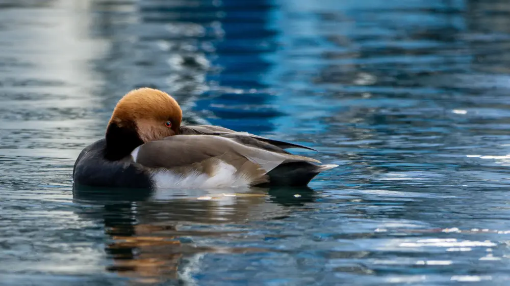 Une nette rousse qui flotte sur une eau bleue, la tête blottie contre son aile